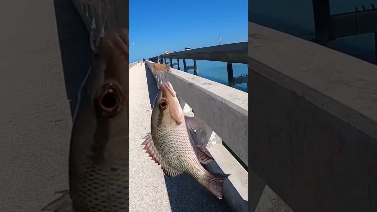 Eating What I Catch from the 7 Mile Bridge! 🎣