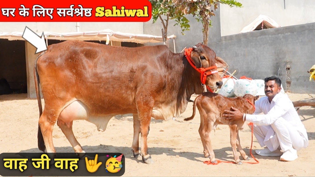 इंतजार खत्म! ऐसी साहीवाल गायें पहले कभी नहीं देखी होंगी – 5 टॉप क्वालिटी गायें बिकाऊ! Sahiwal Cow 