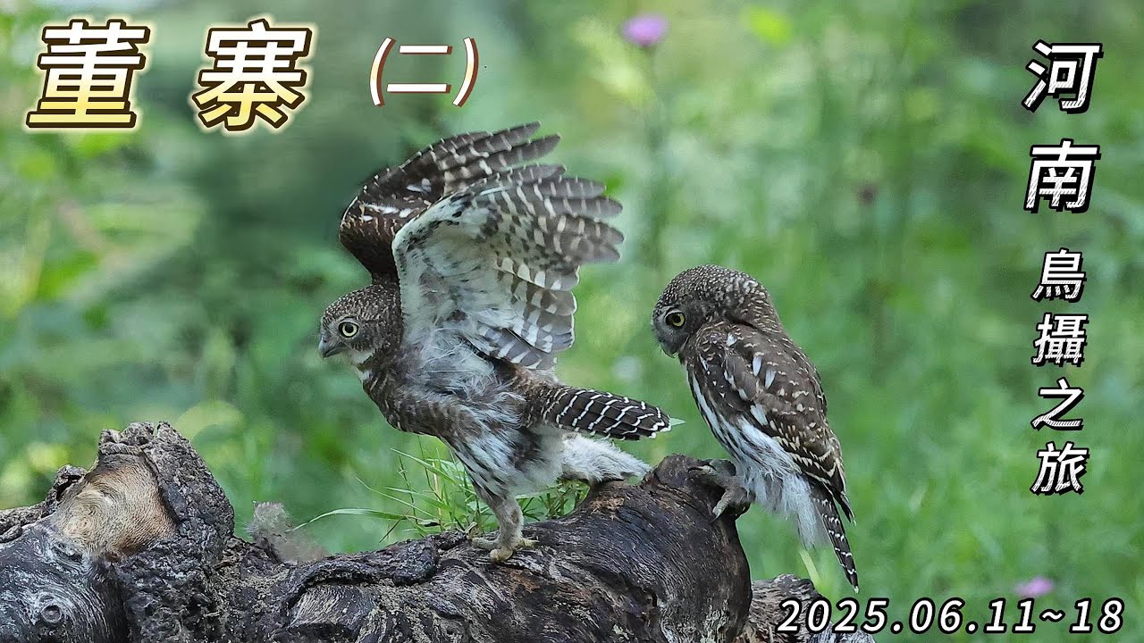 2025.06 中國 河南信陽 董寨(二)  斑頭鵂鶹 灰面鵟鷹 黃鸝...等