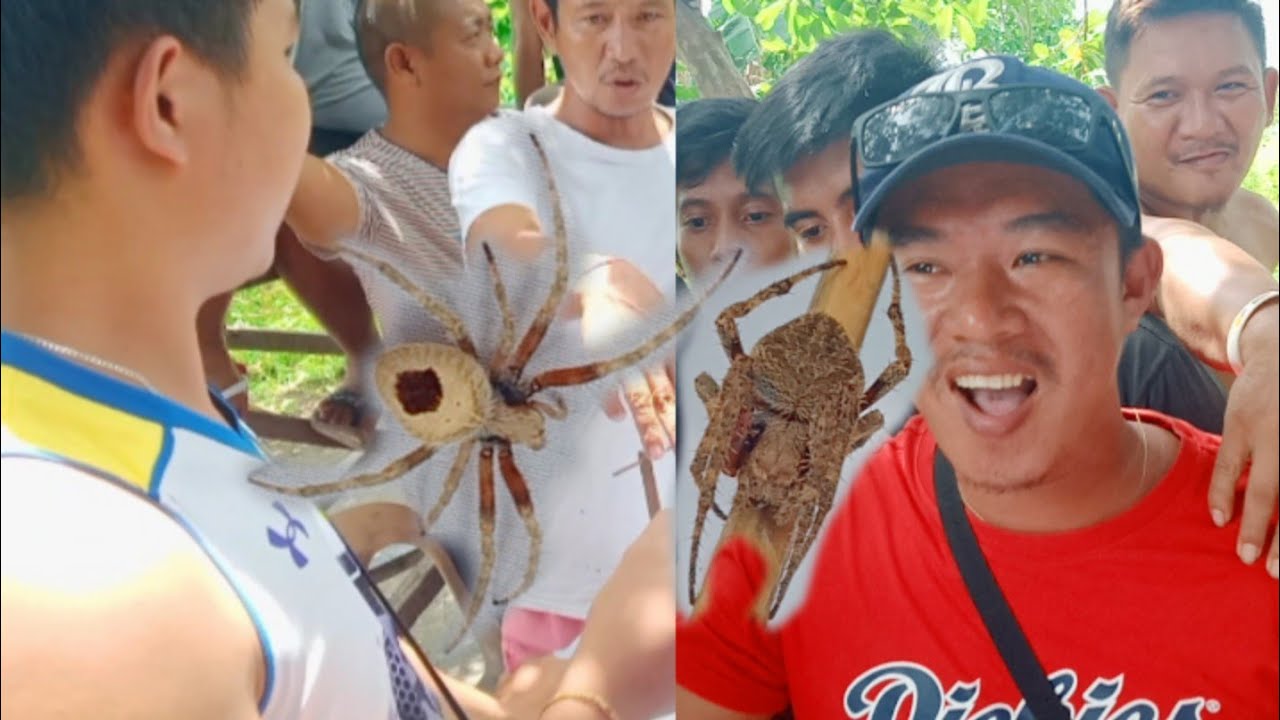 Bem2x VS JanJanTacurong vs Surallah3 step rules-Spider Fight