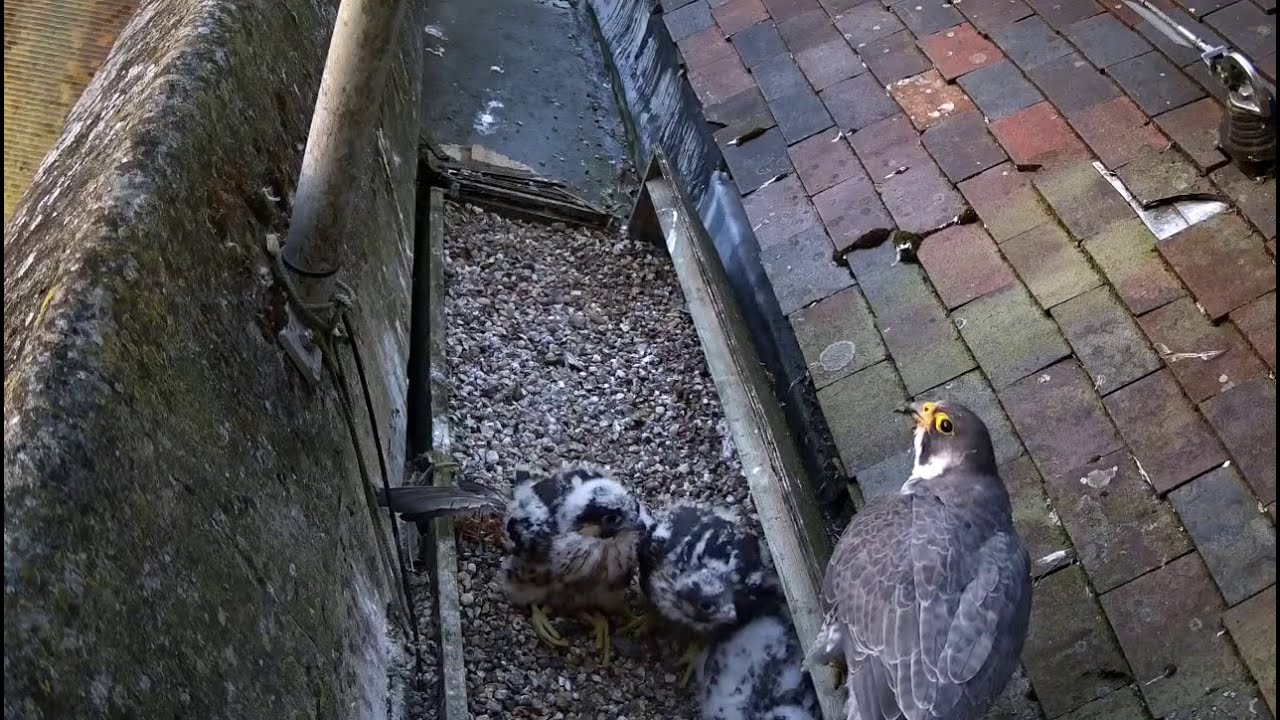 Food At Last  - The St Albans Peregrine Falcons 2025