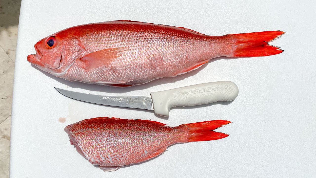 EASIEST Way to Fillet Vermillion Snapper (Beeliner Snapper)