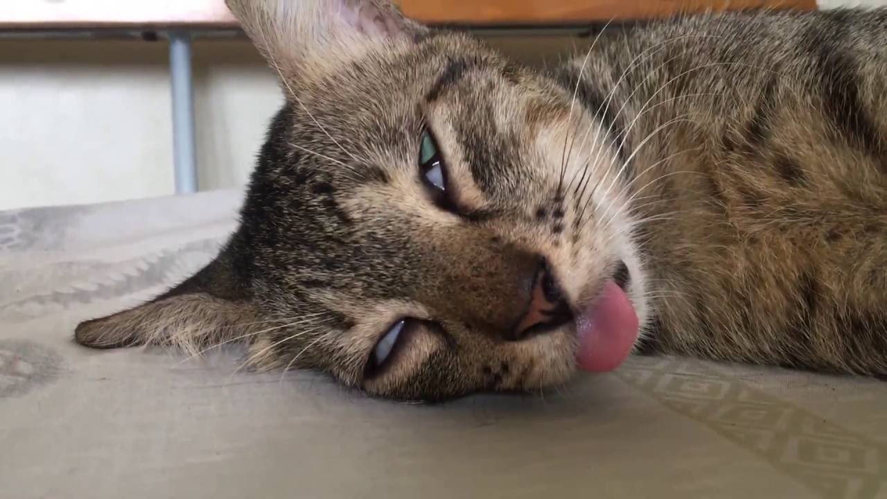 Cat sleeping with eyes open