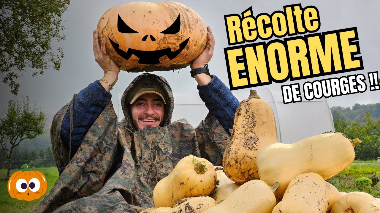 Récolte ÉNORME de Courges & Butternuts 🎃 | Mes Secrets de Conservation