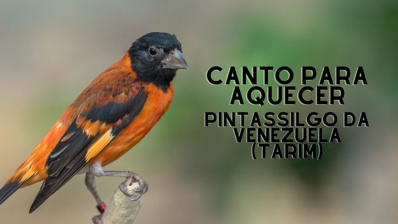 CANTO PARA AQUECER PINTASSILGO VENEZUELANO (TARIM)