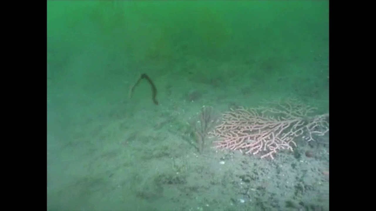West tennants Reef, Lyme Bay, England.  Effects of Scallop dredging before closed area.