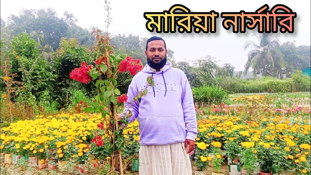ঘন কুয়াশার মাঝেও মারিয়া নার্সারি ঘুরে দেখলাম। জেনে নিন বিভিন্ন গাছের নাম। Bangla travel.  Ali Ahmed.