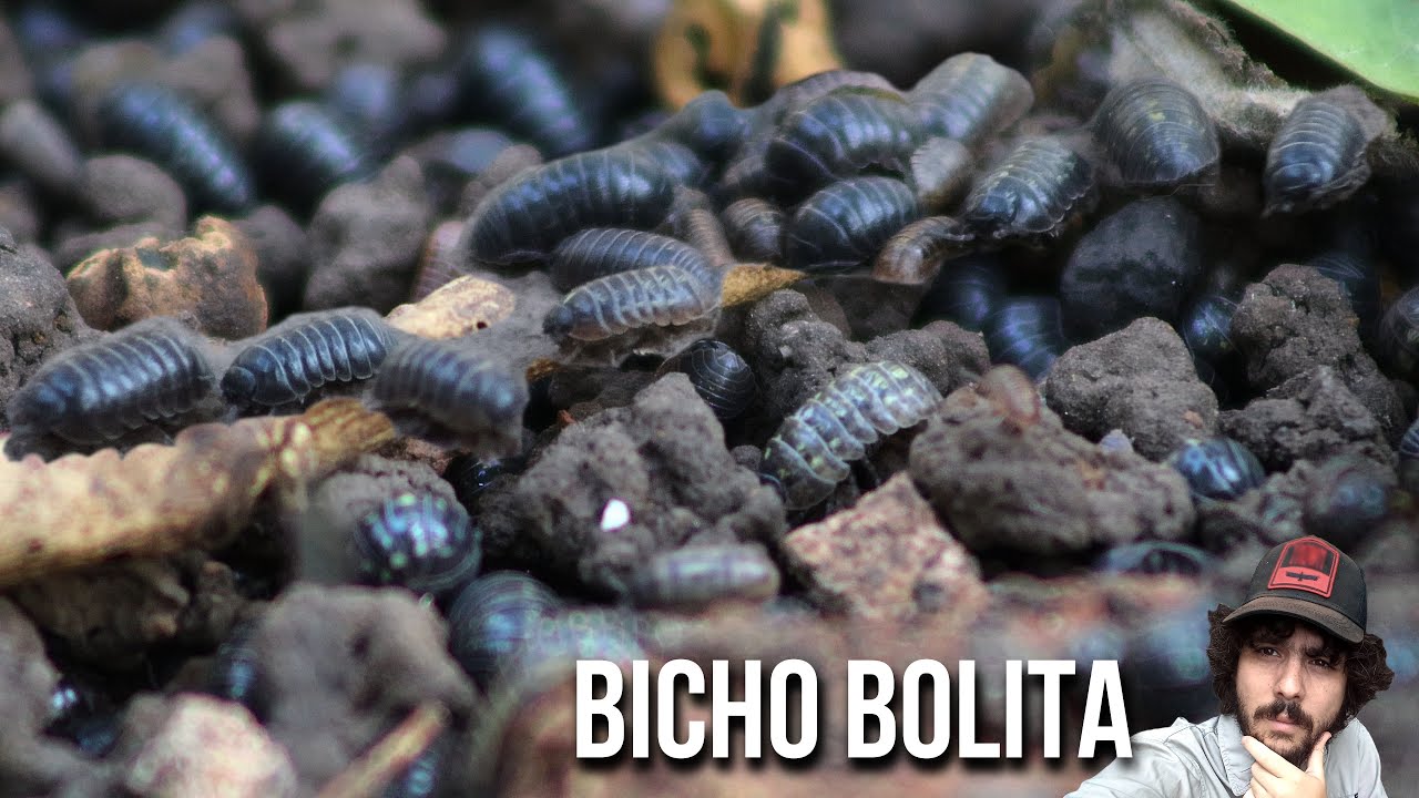Bicho bolita 4K (Armadillidium vulgare) Cochinilla, Chanchito tierra, Pill woodlouse, Bicho de conta