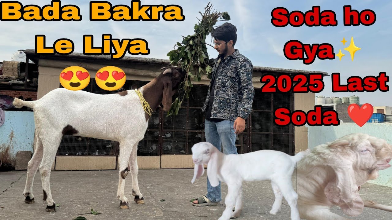 Bade Bakre ka soda ✨✨| #qazigoatfarm me New Entry 😍😍| Shahid Goat farm se Ek bakra aur Le Liya ❤️❤️