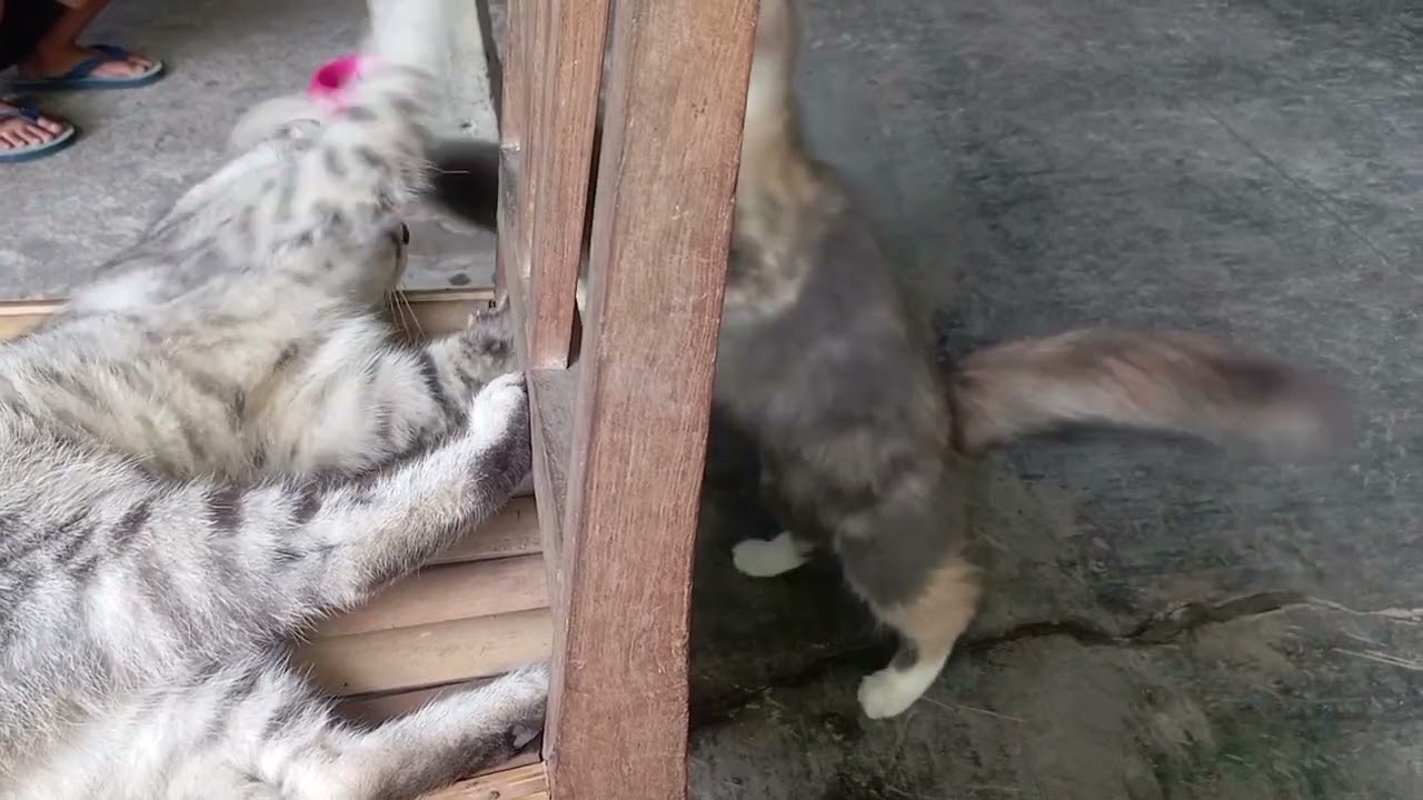 Kit Kit dan Lupy