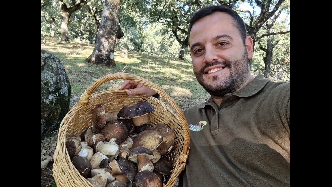 Boletus aereus en Robledal