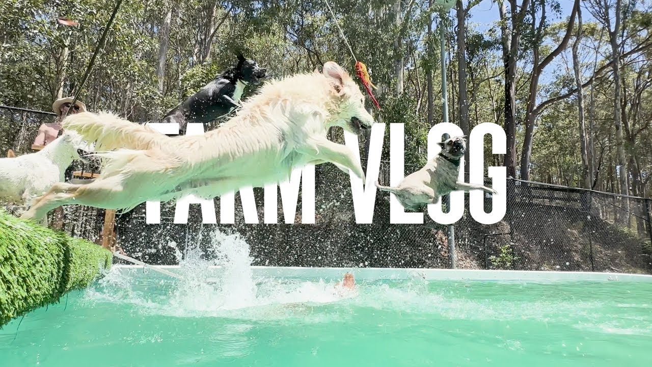 Dog Video of Dogs Swimming | Dog Farm Sanctuary Australia