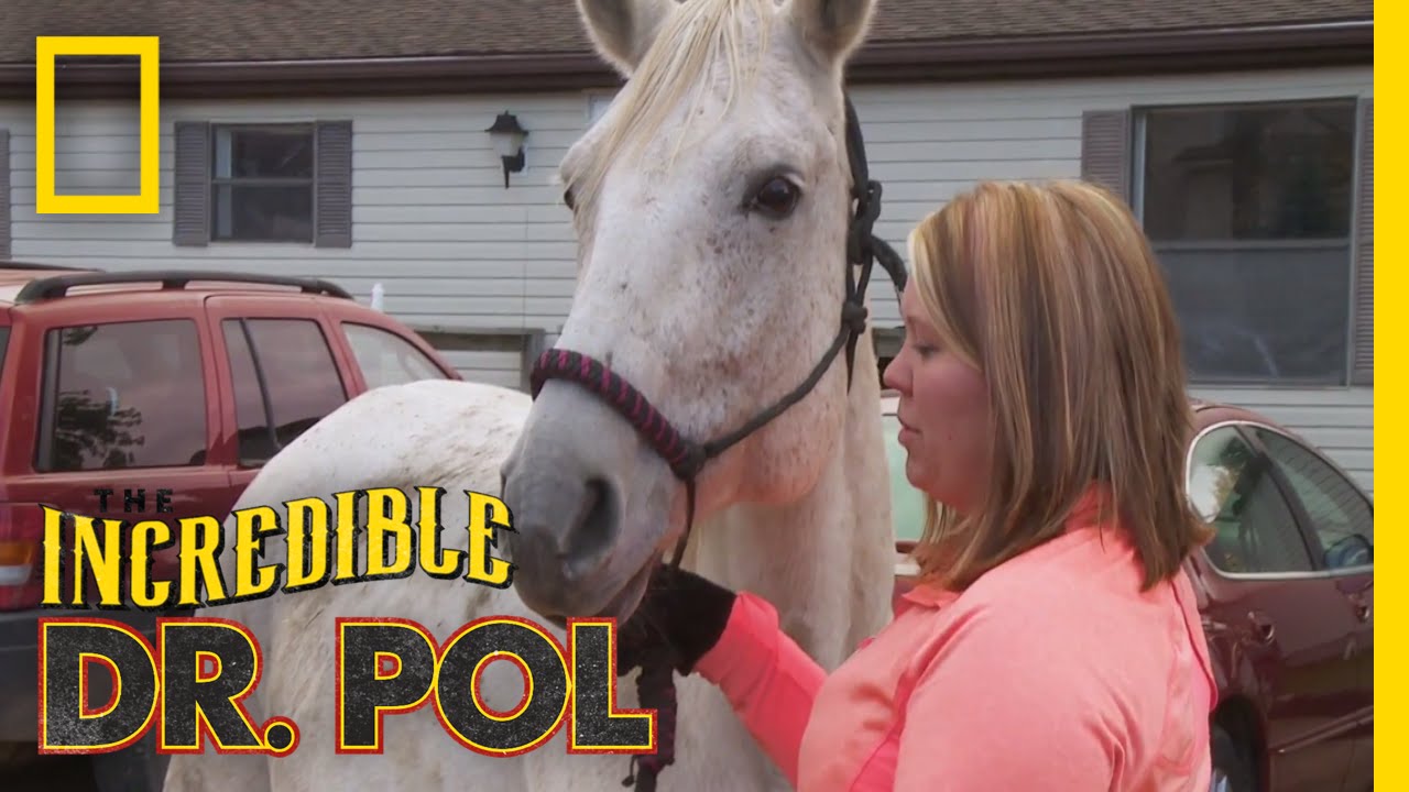 A Foal on the Way | The Incredible Dr. Pol