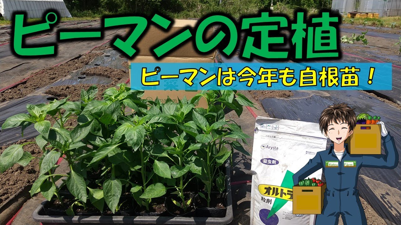 【ピーマンの定植】寒さには弱いのに、ナス科で一番最後まで収穫できる野菜。