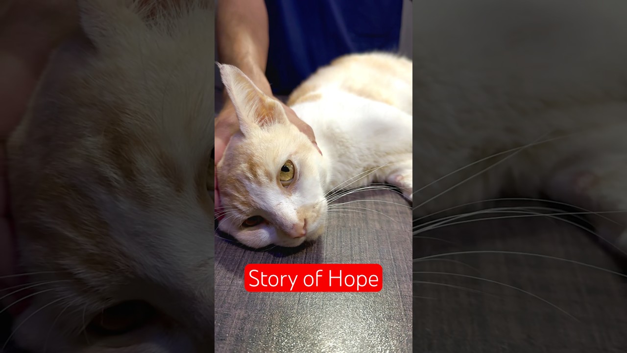 Cat’s Incredible Recovery from Jaundice & Severe Anemia | Aliyan Vets Pakistan