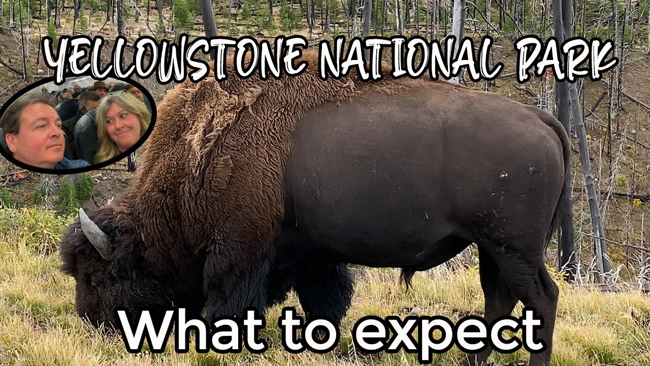 WILL SALLY SEE A BISON ON THEIR YELLOWSTONE NATIONAL PARK  ADVENTURE? IF NOT, DAN WILL HEAR ABOUT IT