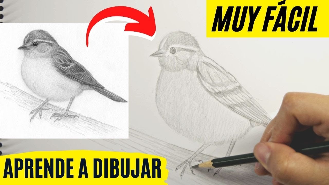 🔴 CÓMO DIBUJAR un PÁJARO REALISTA FÁCIL paso a paso Cómo dibujar un PAJARITO BONITO Y CHIQUITO