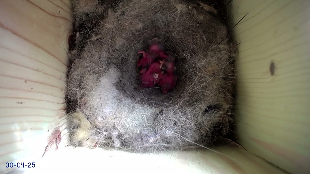 Eclosion des oeufs de mésanges charbonnières