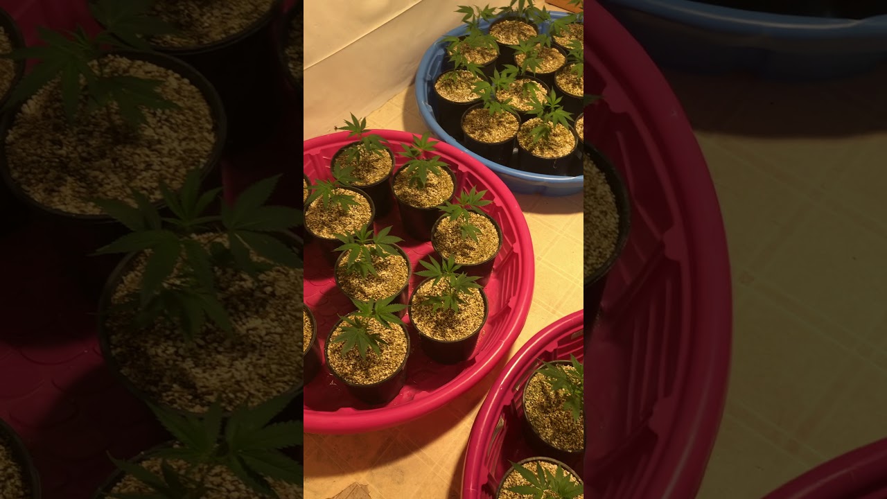 Ripper seeds &lsquo;Badass&rsquo;