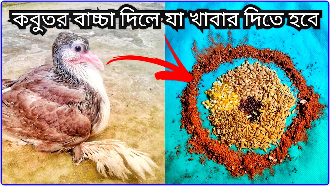 কবুতর বাচ্চা দিলে যা খাবার দিতে হবে || Pigeon Baby feed || Pigeon Video || Technical Helpline