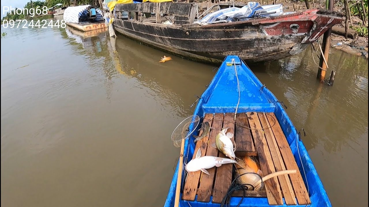 32f bảo cá song cái // Phong68