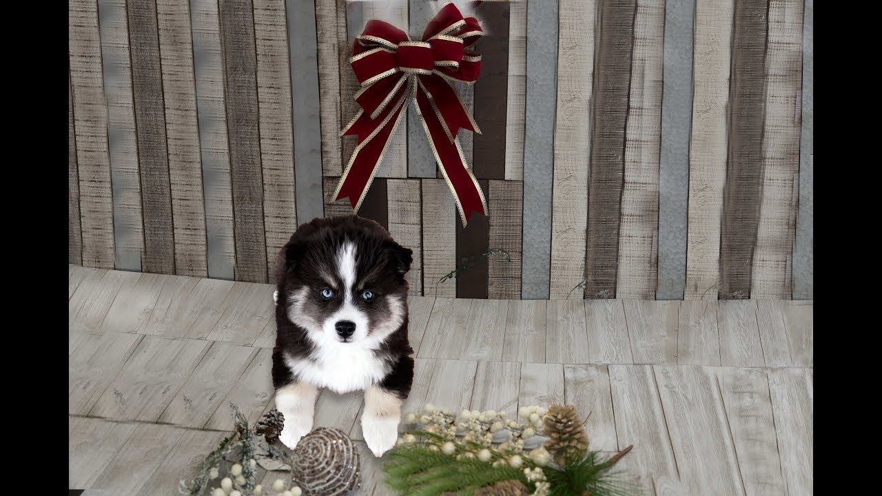 MEET MY NEW POMSKY!!