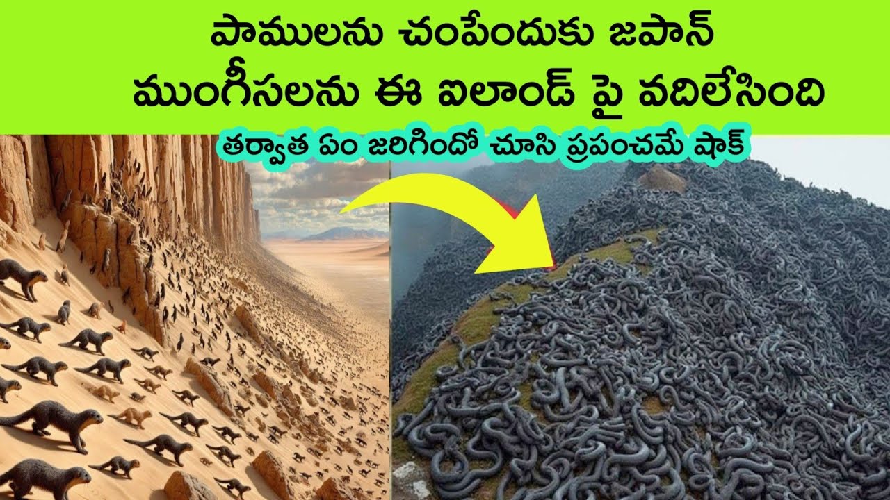 Why did Japan leave mongooses on this snake island? | Snake videos | facts in Telugu | BMC Facts