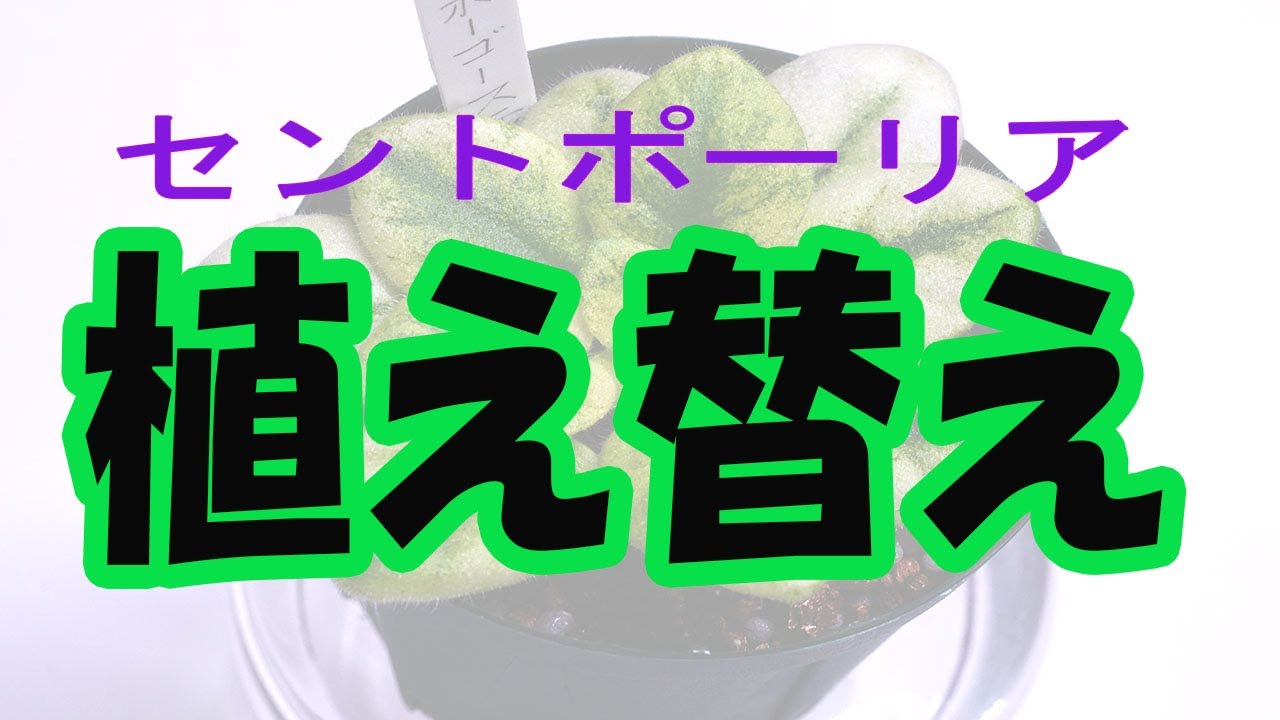 セントポーリアの植え替え