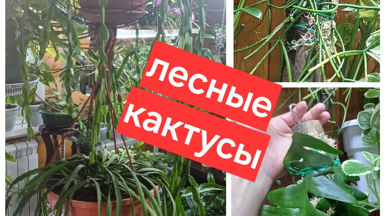 мои лесные кактусы || посадка лесных кактусов на дерево / блок / корягу