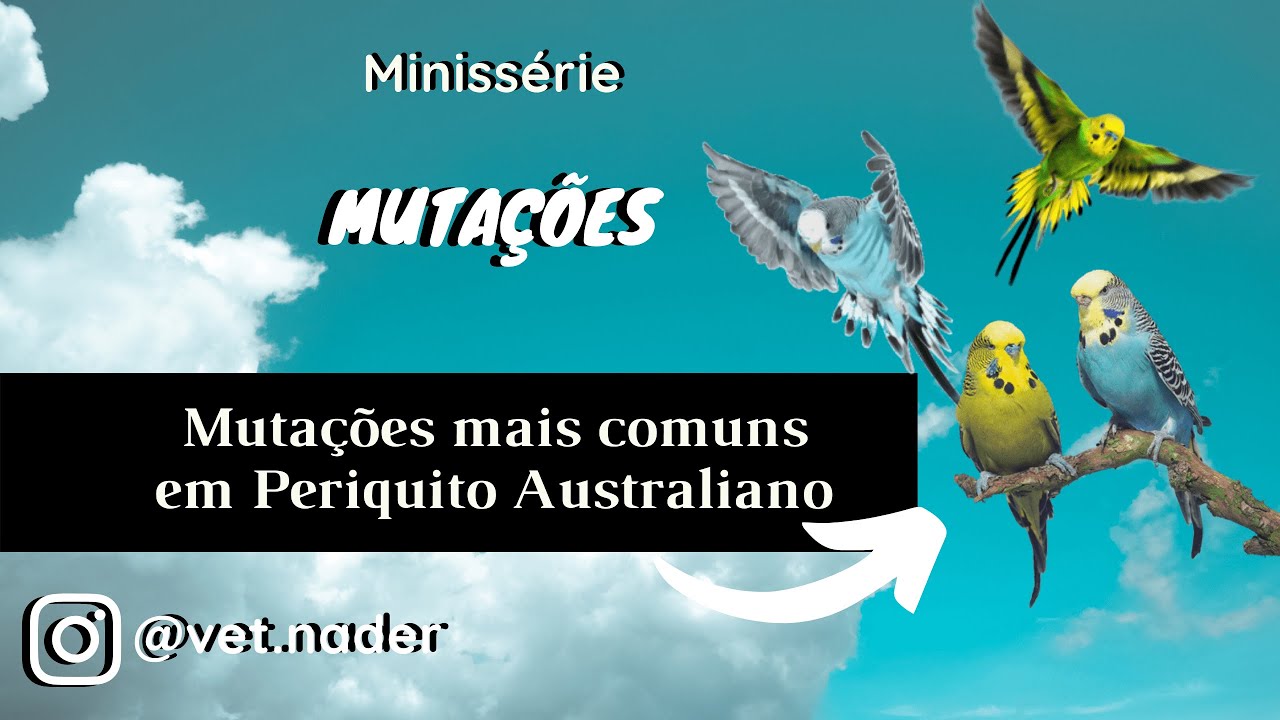 Mutações mais comuns em Periquito Australiano #1