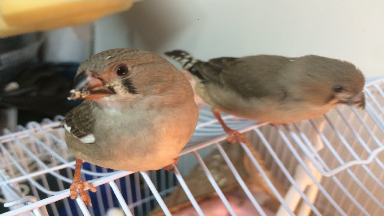 Hand Feeding Two Week Old Zebra Finch Babies