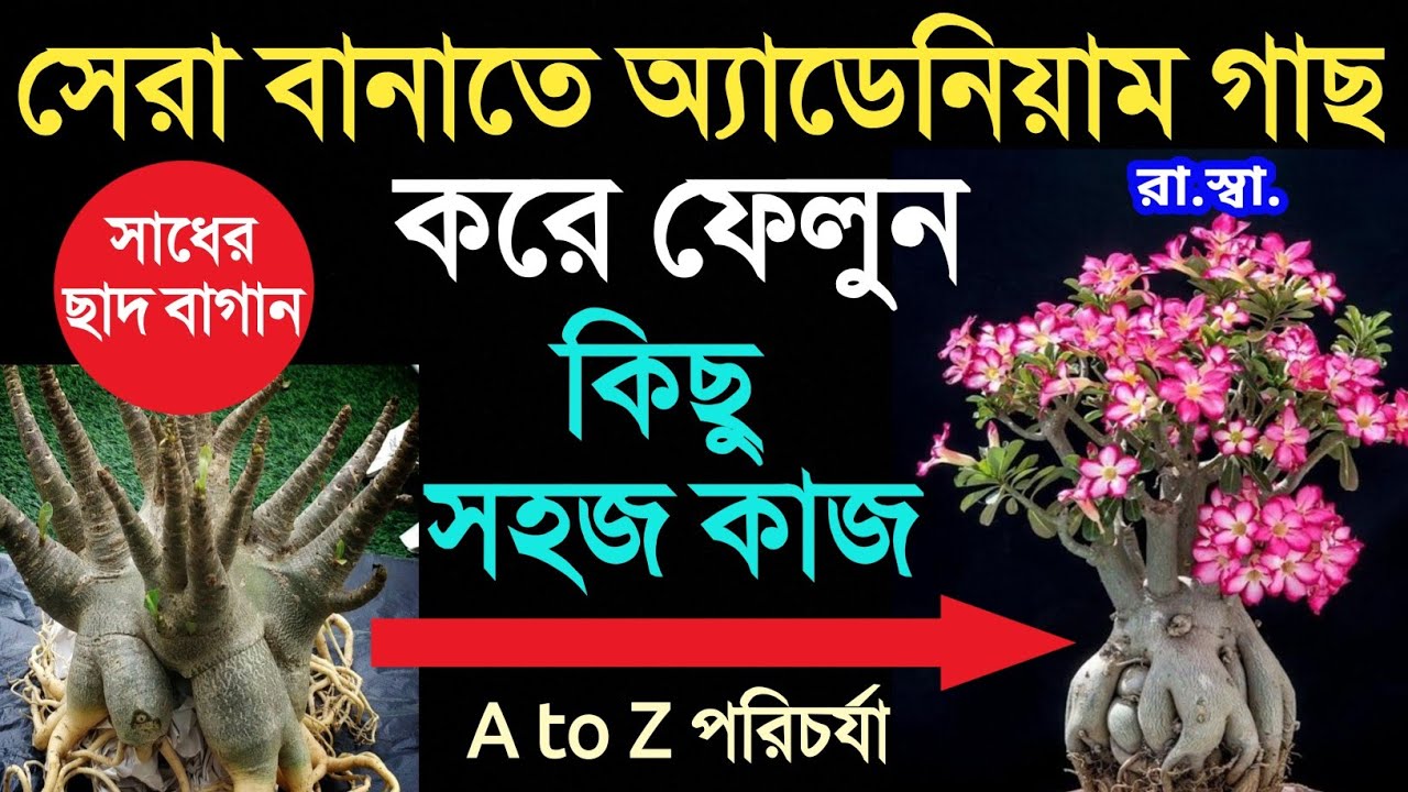 অ্যাডেনিয়াম ফুল গাছ সেরা বানিয়ে সারাবছর প্রচুর ফুল পেতে এখনই করুন এই কয়েকটি কাজ। adenium prunning