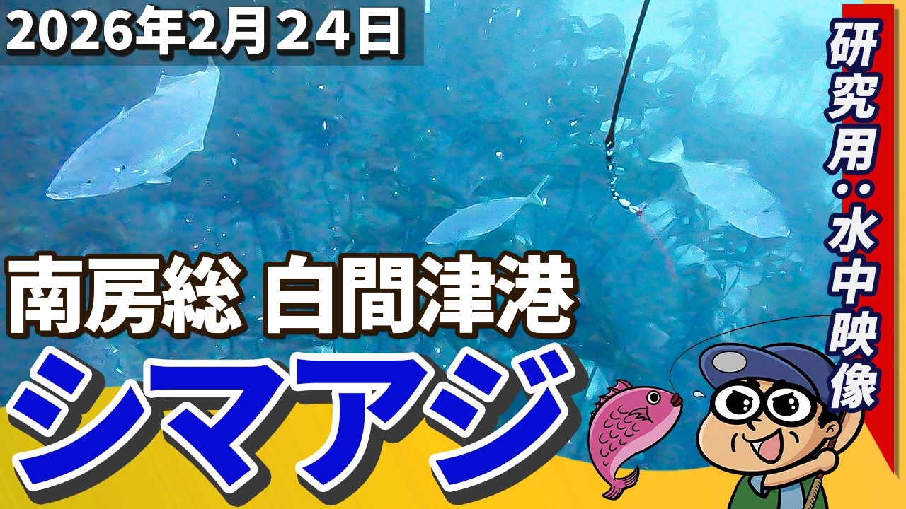 シマアジ研究用　南房白間津沖　水中映像2026年2月24日
