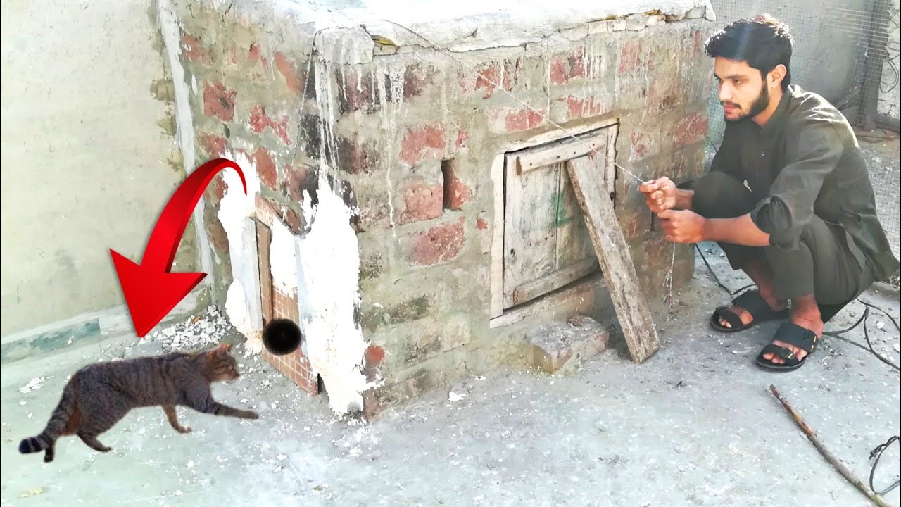 Simple Wild Cat Trap || Wild Cat Trap Using Pigeons Cage || Rana Pigeon Corner