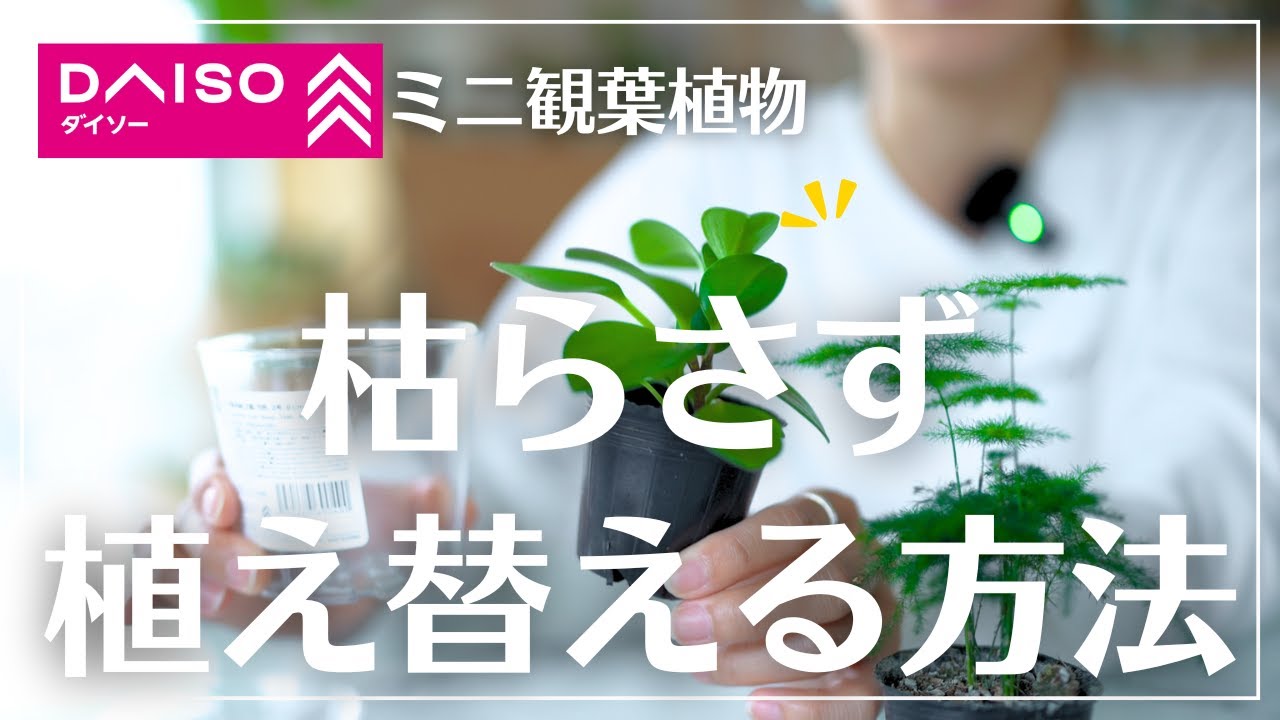 【ダイソー100円観葉植物】枯らさず植え替える方法を実演解説