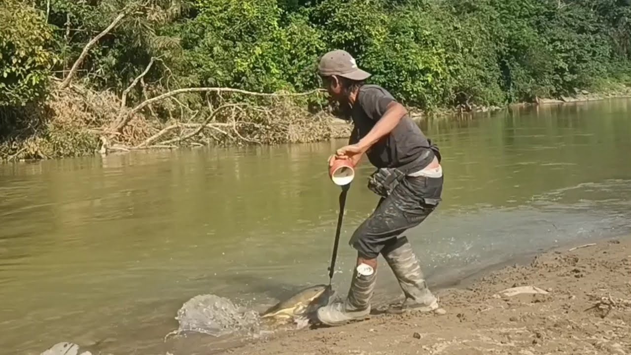 Mancing bulus asli Labi Labi Dapat 5 Ekor Part#03