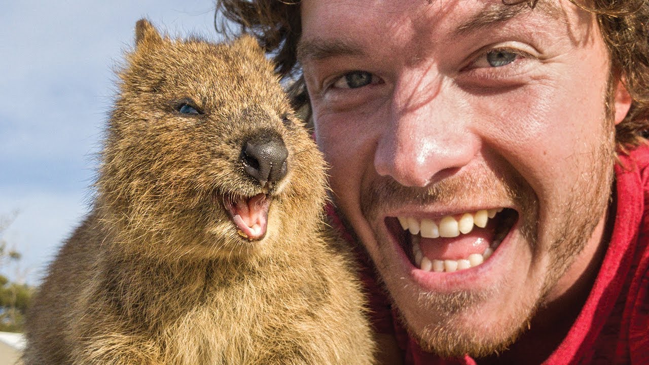Best Quokka Selfie Guide - How To Take Animal Selfies