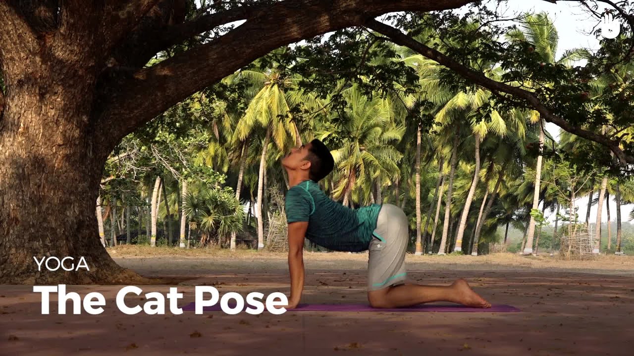 Learn the Cat Pose - Marjariasana | Yoga