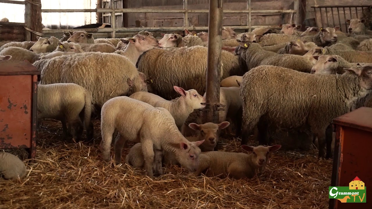 Grammont TV - 517° édition de la foire - 2019