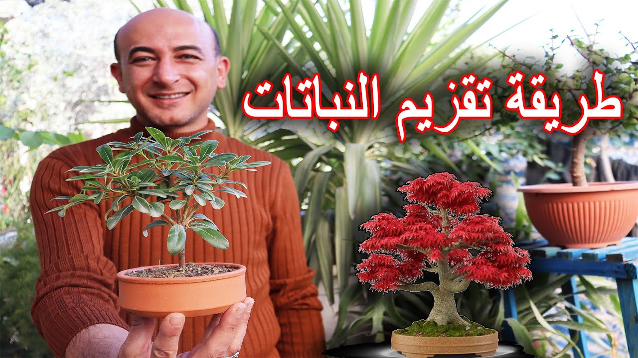 أبسط الطرق لتقزيم النباتات و جعلها قزمية جداً