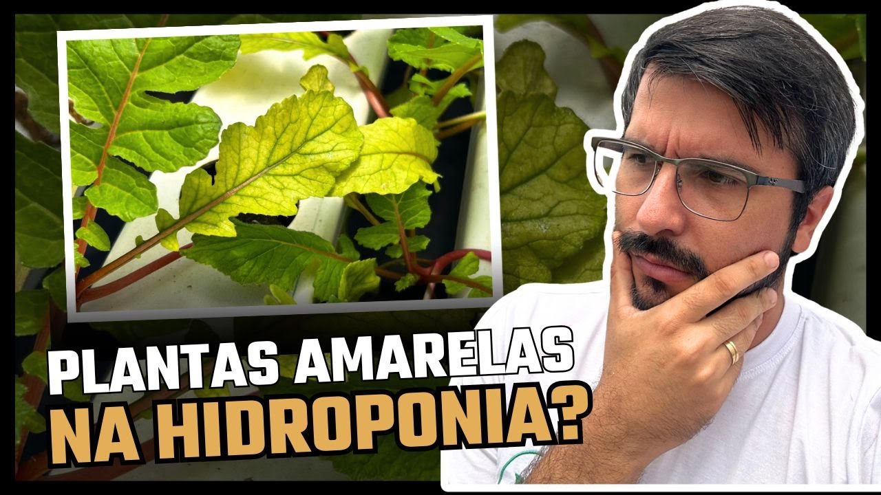 Suas plantas est&atilde;o amarelando na Hidroponia?