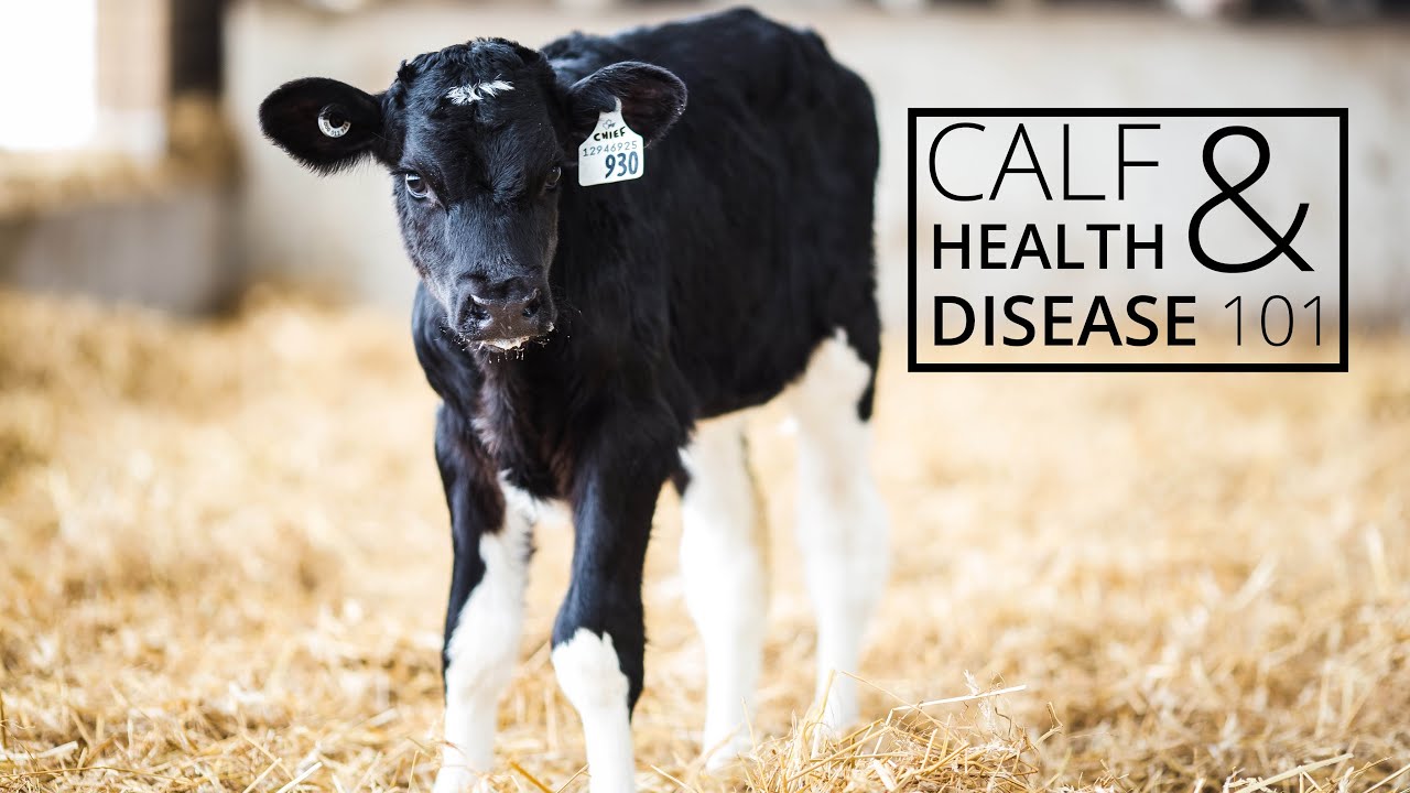 Calf health & disease 101