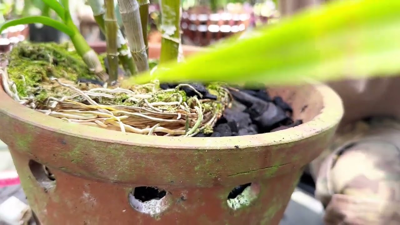 Cách thay 1 chậu lan dendro tác phẩm