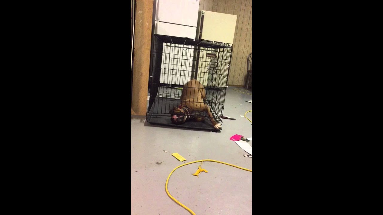Genius Dog Escapes Cage! || ViralHog