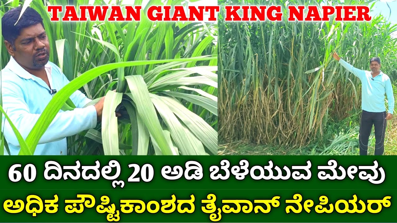 60 ದಿನದಲ್ಲಿ 20 ಅಡಿ ಬೆಳೆಯುವ ತೈವಾನ್ ನೇಪಿಯರ್ | taiwan gaint king napier | best fodder crops in kannada