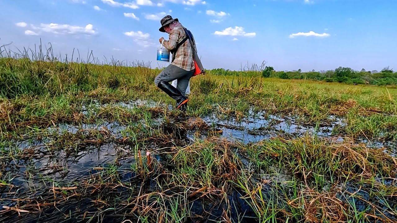 ใส่เบ็ดสูตรเด็ดตามล่าหาปลาดุกบอกเลยหนักอีกแล้ววันนี้พี่น้อง#fishing #fishingvideo 