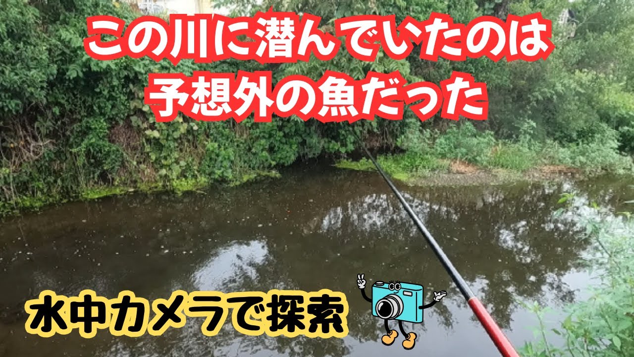 【水中カメラ】川底にいたのは？○○が優雅に泳いでいた