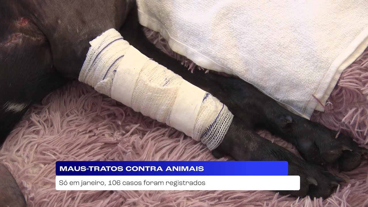 Repórter SE | Só em janeiro, Sergipe registra 106 casos de maus-tratos contra animais