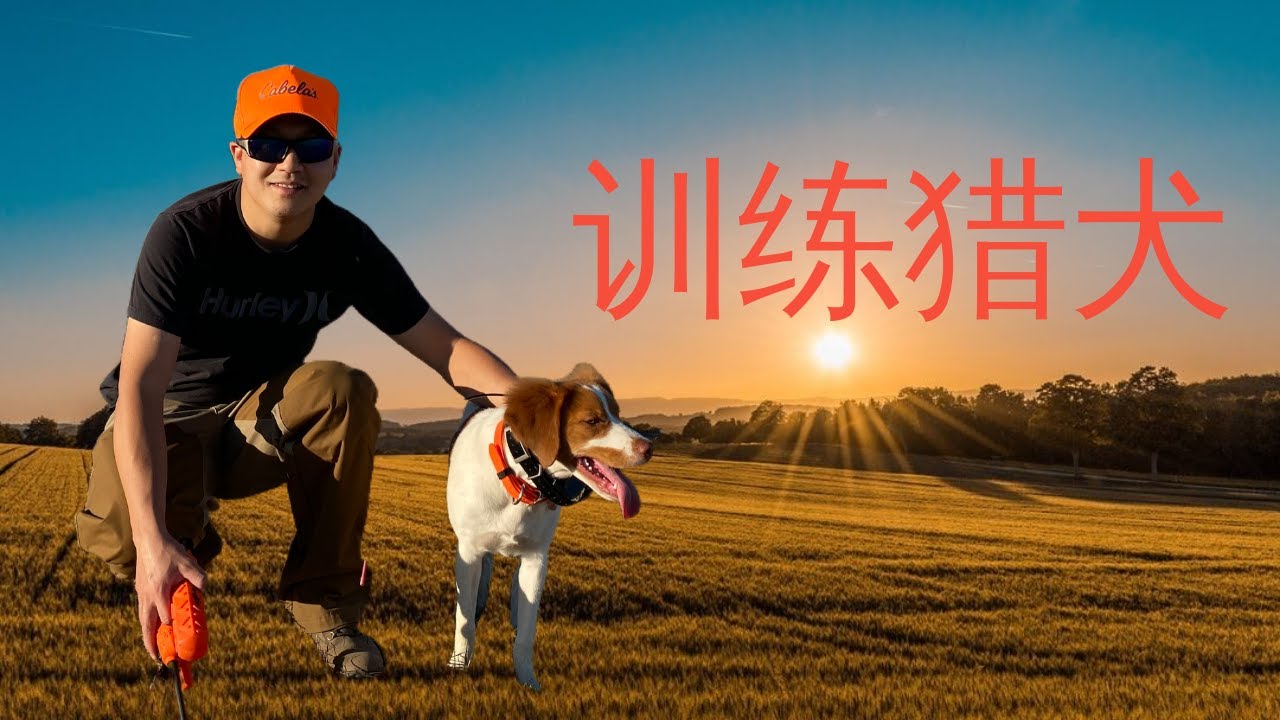 在美国尔湾当猎人训练猎犬2021 | 如何训练猎犬，训练猎犬步骤，训练猎犬流程，训练猎犬工具