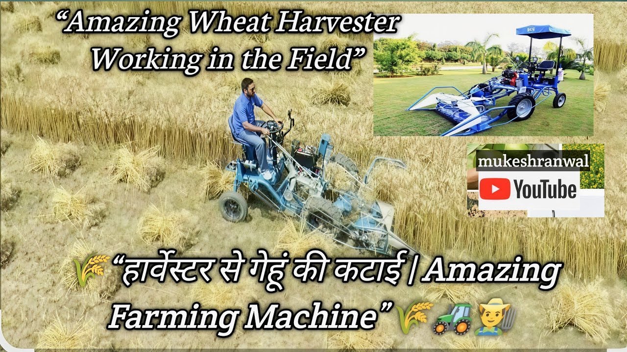 👉🌾👍इस मशीन से गेहूं कटाई बहुत आसान हो गई“Amazing Wheat Harvester Working in the Field”👨‍🌾🚜🌾🙏👍